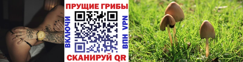 Купить где  Бутурлиновка  Псилоцибиновые грибы ЛСД 